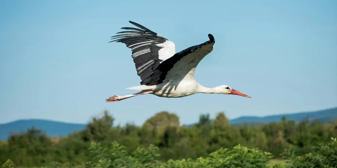Bielefeld Fertility Center, Kinderwunsch, Storch